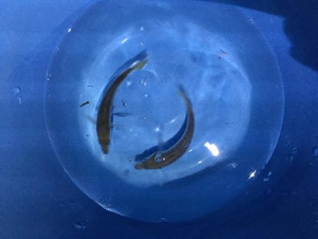 夕方にサビキでアジを釣る